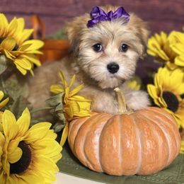 Golden Delicious - Gold sable female Havanese puppy in Clermont, Florida from Country Sweet Havanese and Creative Coaching
