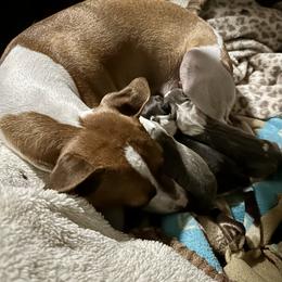 Italian Greyhound Puppies from Shanda's Italian Greyhounds