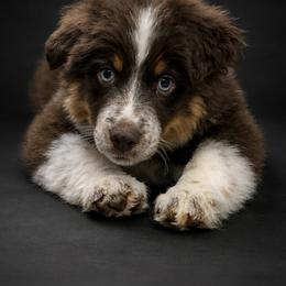 Buddy - Miniature American Shepherd