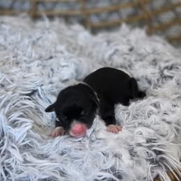 Girl 1 - Black tri female Miniature Australian Shepherd puppy in Killen, Alabama from Wilkers Wholehearted Mini Aussies