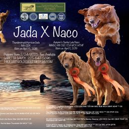 Golden Retriever Puppies from True Grit Golden Retrievers