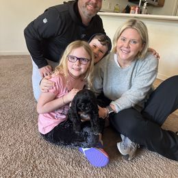 Cocker Spaniel Puppies from Huntcrest Cockers