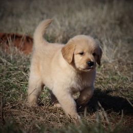 Golden Retriever Puppies from Golden Barnes Kennel
