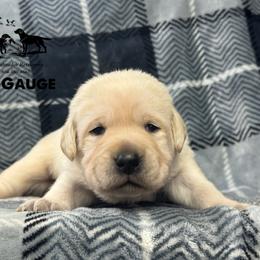 Black collar - Yellow male Labrador Retriever puppy in Beaverdam, Virginia from Riverside Sunset Labrador Retrievers
