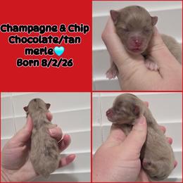 Boy 1 - Chocolate merle male Pomeranian puppy in Washington, North Carolina from Grace's Poms🐾💕