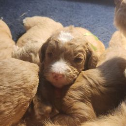 Jesse - Caramel red male Labradoodle puppy in Fostoria, Michigan from North Country Kennel Club