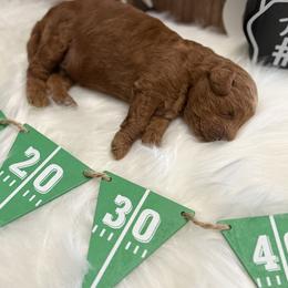 Poodle Puppies from Kern County Miniature Red Poodles