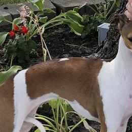 Gucci - Italian Greyhound