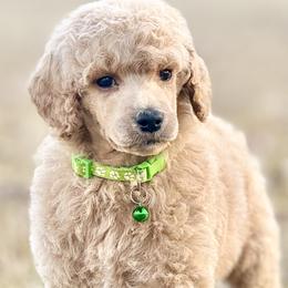 Mr Green collar - Cream male Poodle puppy in Screven, Georgia from Dreamland Standard Poodles