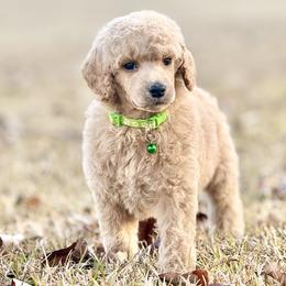 Mr Green collar - Cream male Poodle puppy in Screven, Georgia from Dreamland Standard Poodles