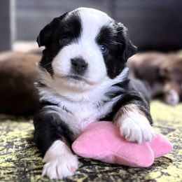 Poppy - Black tri female Miniature Australian Shepherd puppy in Stockton, Missouri from Kizmit Farmz