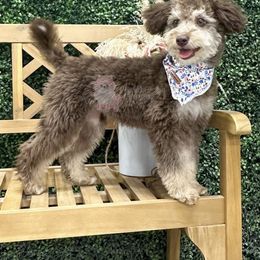 Sandy - Bernedoodle