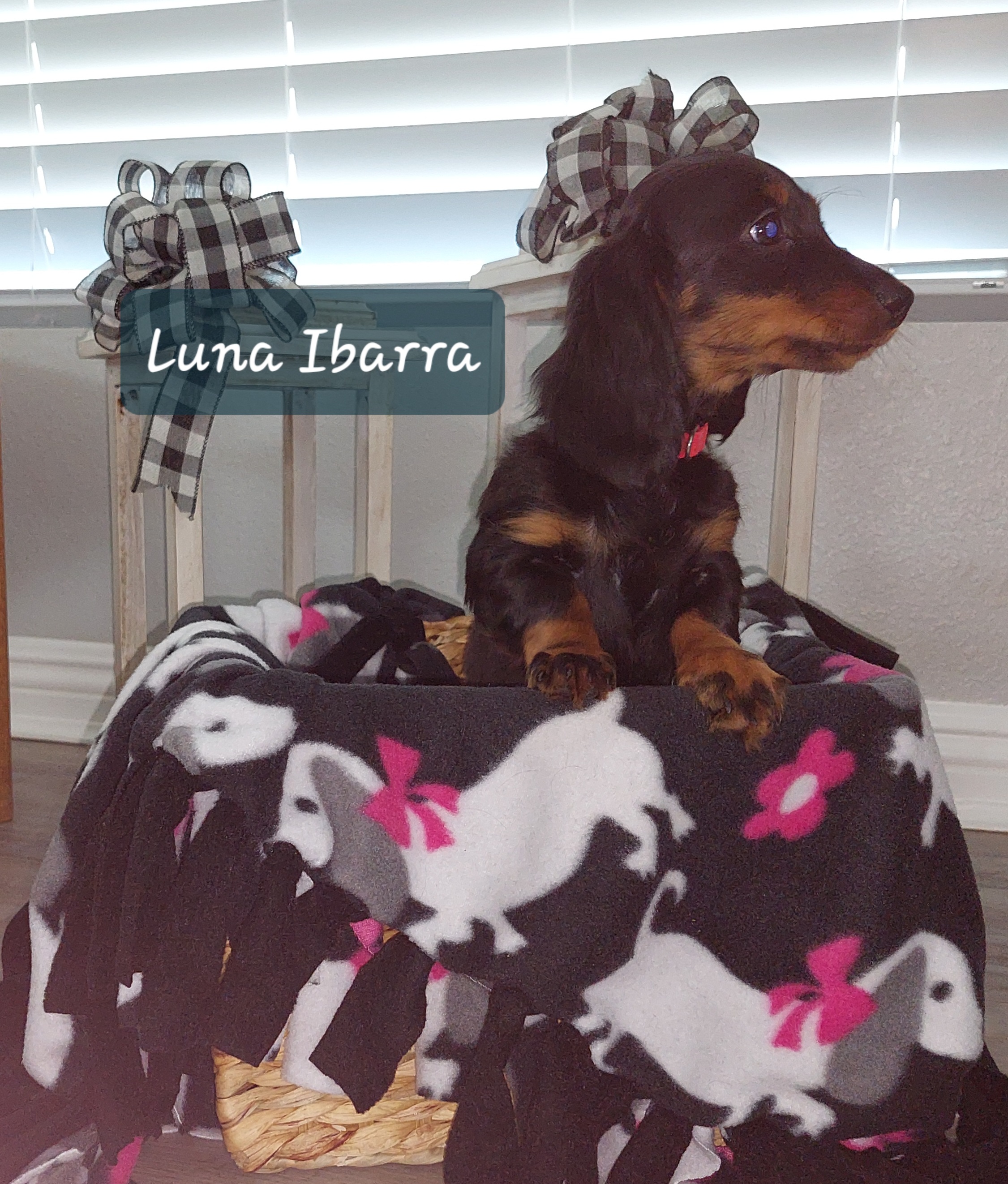 Girl 4 - Black and tan Dachshund puppy in Moreno Valley, California from Windy Ridge Miniatures