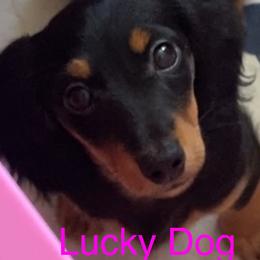 Girl 1 - Black and tan female Dachshund puppy in Bryceville, Florida from Lucky Dog Dachshunds