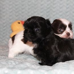 Shihpoo Puppies from 🧸 Teddies