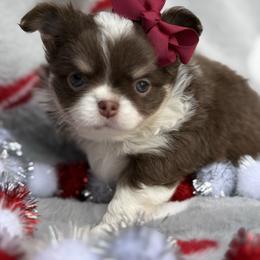 Jia - Chocolate and tan female Chihuahua puppy in Newport Beach, California from Exotic City Pomeranians and chihuahuas
