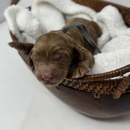 Cozy - Gray - Caramel red male Australian Labradoodle puppy in Citrus Heights, California from Elite Blend Labradoodles
