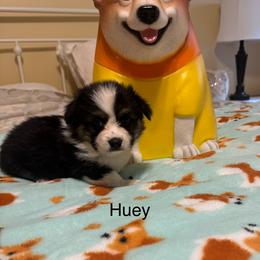 Huey - White and red male Pembroke Welsh Corgi puppy in Granville, New York from Windy Mountain Kennels