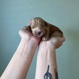 Thumper - Red  male Goldendoodle puppy in Calera, Alabama from Red Mountain Minis