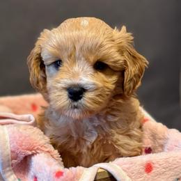 Arthur - Wheaten male Miniature Schnauzer puppy in Kings Mountain, North Carolina from Behind the Beard Schnauzers