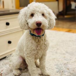 Brie - Australian Labradoodle