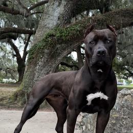 Harley - American Bully