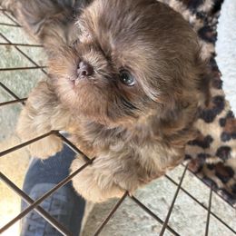Lassie - Liver female Shih Tzu puppy in Eunice, Louisiana from 4J's Cajun Kennels