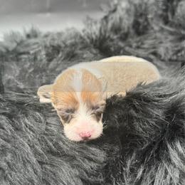 Marshall - 1800 - Red male Pembroke Welsh Corgi puppy in Rozet, Wyoming from Hayday Ranch Corgis