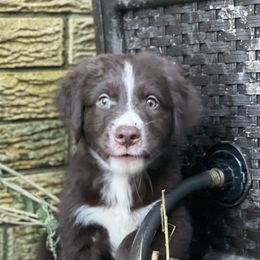Australian Shepherd Puppies from Elliott’s Aussies