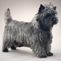 Georgia - Cairn Terrier