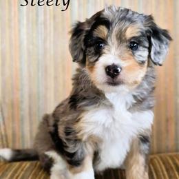 Steely - Blue merle female Aussiedoodle puppy in Lancaster, Minnesota from Wilson Cattle Co.