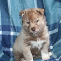German Shepherd and Siberian Husky Puppies from Sstar Siberians