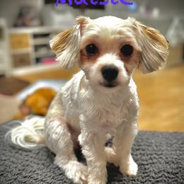 Maisie - Maltese