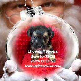 Brownie - male Maltese puppy in Silverhill, Alabama from Malteseuluv’s Tiny Treasurers