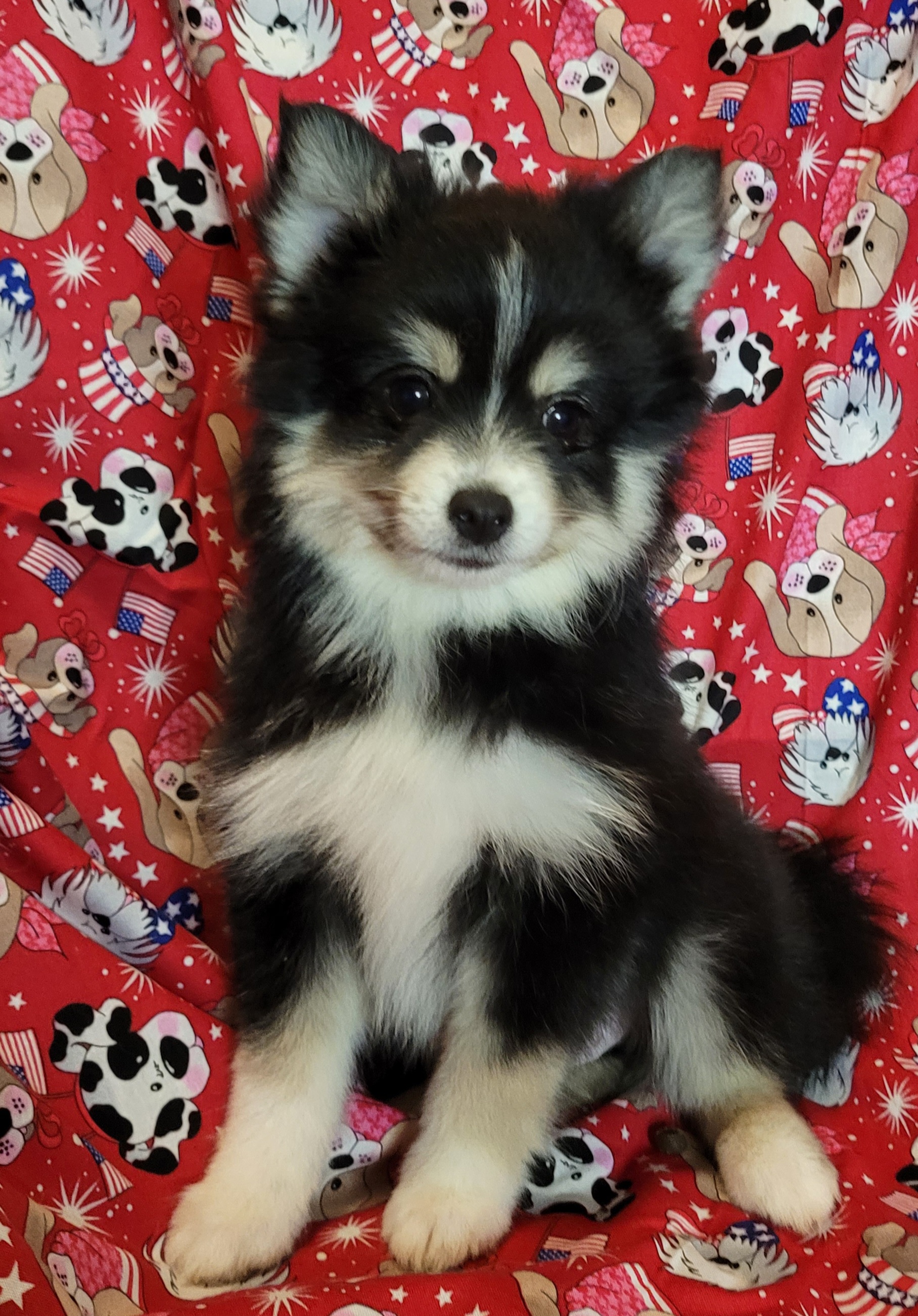 Patrick - Tri-color Pomsky puppy in Stover, Missouri from Lx2 County Line Pomskis