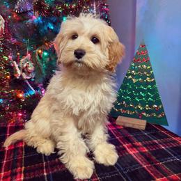 June Bug - Cream female Cockapoo puppy in Rockton, Illinois from Dream Doodles and Cockapoos