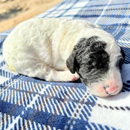 Clem - Parti male Poodle puppy in Meadowbrook, California from Standard Poodle Pups