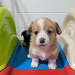 Red Bluie merle (dilute) boy - Sable merle and white male American Corgi puppy in Loretto, Kentucky from Duncan's Border Collies and Corgis