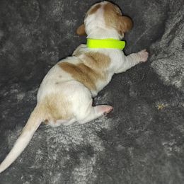 Bright green - Lemon and white female Basset Hound puppy in Santa Rosa, California from Redwood Coast bassetts