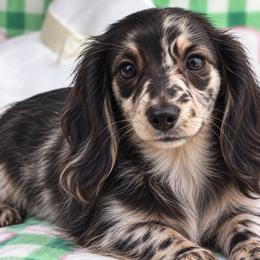 Raven - Dachshund