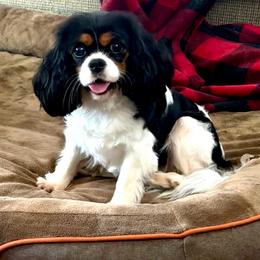 Willow - Cavalier King Charles Spaniel