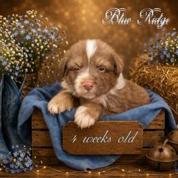 Maverick - Red tri-color male Australian Shepherd puppy in Albany, Kentucky from Blue Ridge