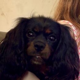 Cavalier King Charles Spaniels and Poodles from Ellis Crown Cavaliers