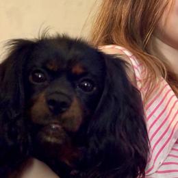 Cavalier King Charles Spaniels and Poodles from Ellis Crown Cavaliers