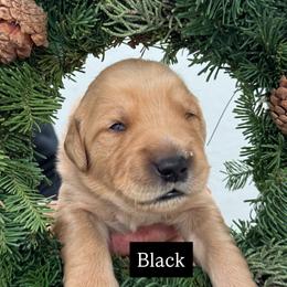 Black - Golden male Golden Retriever puppy in Windsor, California from Copper Tail Golden Retrievers