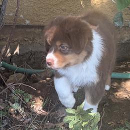 Joey - Red tri-color male Australian Shepherd puppy in Esparto, California from Cutting Up Ranch  Australian Shepherds