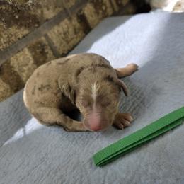 Pending-Greene Puppy - Merle male Goldendoodle puppy in Delphos, Ohio from Route 66 Poodles & Doodles, Sapphire Shih-tzu's of Ohio