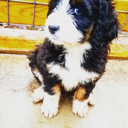 Bernedoodle Puppies from Flat Creek Bernedoodles