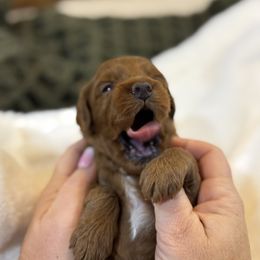Goldendoodle and Maltipoo Puppies from Jessica's Maltipoo and Goldendoodle