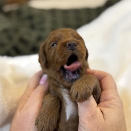 Goldendoodle and Maltipoo Puppies from Jessica's Maltipoo and Goldendoodle